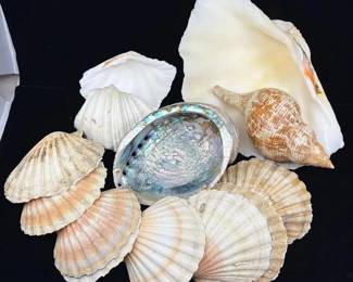 Assorted Natural Seashells with Abalone  Large Conch Shell