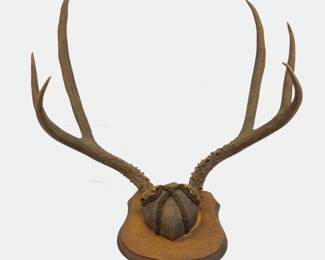 Deer Antlers