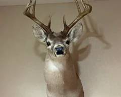 Whitetail Deer Taxidermy Wall Mount