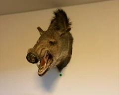Wild Boar Taxidermy Wall Mount