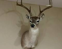 Whitetail Deer Taxidermy Wall Mount