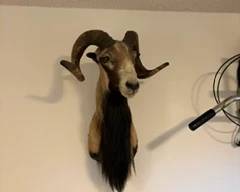 Horned Ram Taxidermy Wall Mount