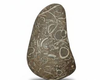 Fossiliferous Limestone Matrix Specimen