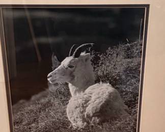 Framed Black and White Dall Sheep Photograph