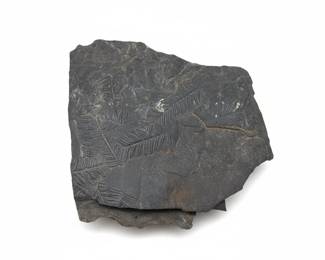 Carboniferous Period Alethopteris Fern Fossil Specimen
