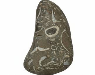 Fossiliferous Limestone Matrix Specimen second image