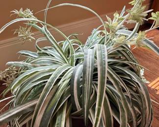 Artificial Variegated Spider Plant