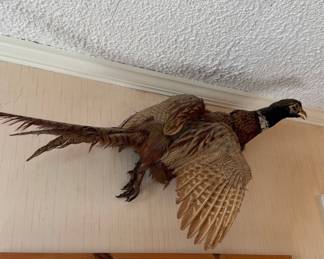 Vintage Ring-Necked Pheasant Taxidermy Mount