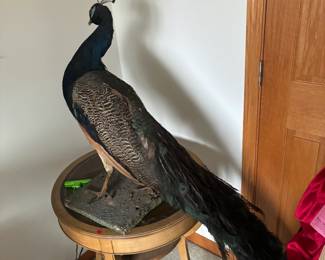 peacock taxidermy