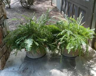 2 Front Porch Ferns