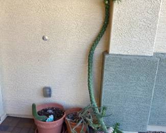 Three Cactus Plants