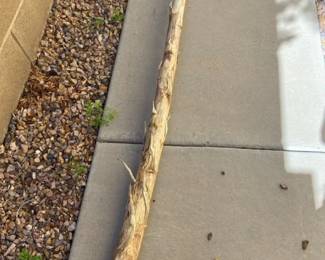 One Century Plant Rib for Miscellaneous Decor Projects