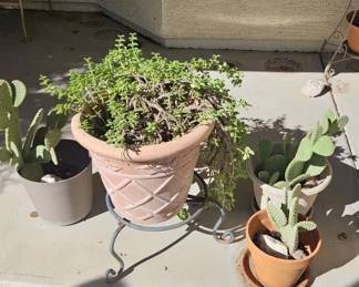 Four Potted Cactus Plants