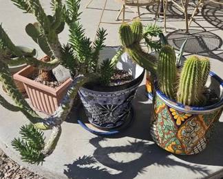 Potted Cactus Plants Mostly in Terracotta Pots