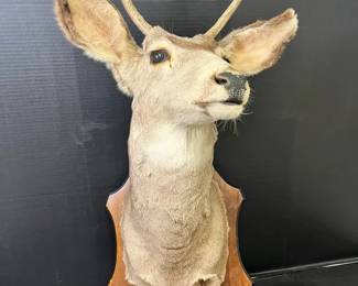 Vintage Mule Deer Taxidermy Mount