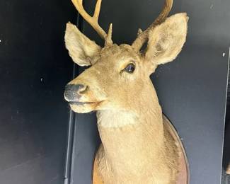 WhiteTailed Deer Taxidermy Mount