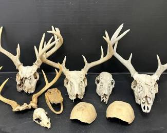 Deer, Turtle, Raccoon and Alligator Skull Mounts