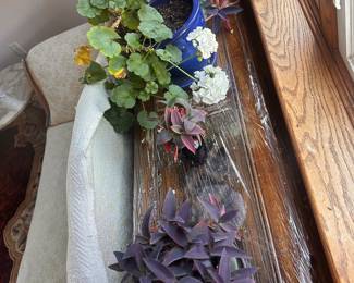 Sofa table and live plants