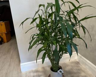 Dracaena Fragrans 'Janet Craig' in Ceramic Planter