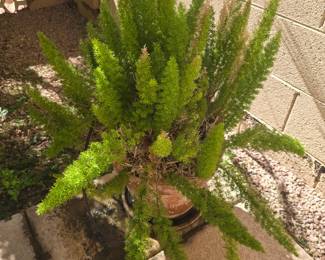 FOXTAIL FERN