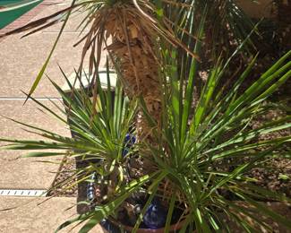 POTTED PALM PLANT