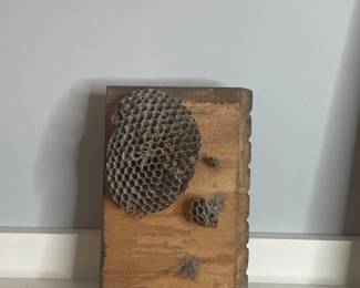 Wasp Nest Specimen Display