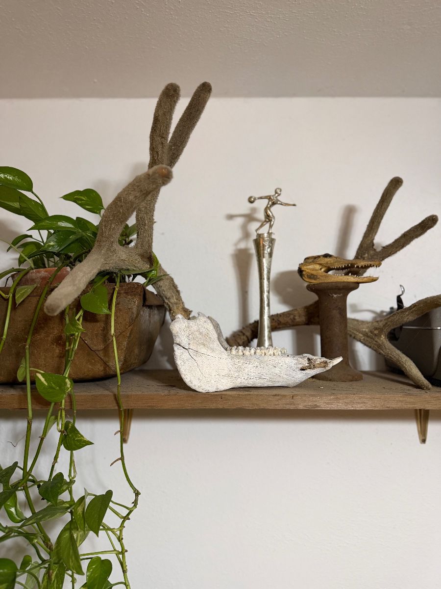 Taxidermy, pothos plant, trophy, industrial rust