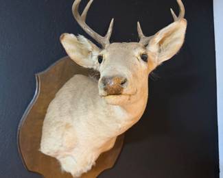Whitetail vintage taxidermy 