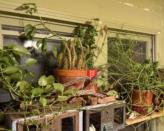 Plants, unique planters/vessels, antique post office drawers/box
