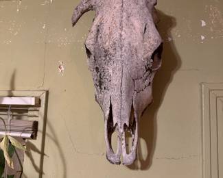 Taxidermy 
