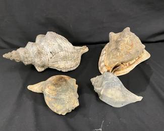 Gastropod Sea Shells