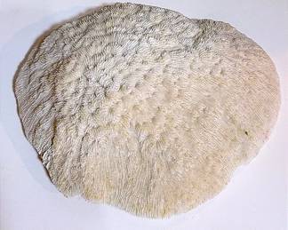 Decorative Piece Of Mushroom Coral