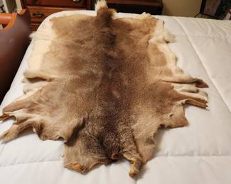 White tail deer pelt