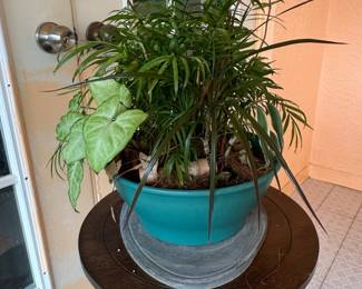 Mixed Tropical Houseplant Dish Garden in Teal Ceramic Planter