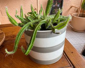 Dog Tail Cactus in Striped Ceramic Planter