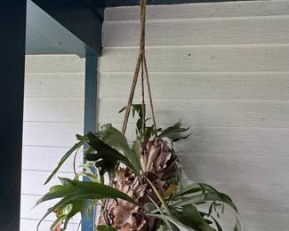 Hanging Staghorn Fern (Platycerium bifurcatum)