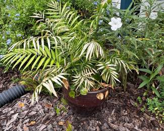 Chamaedorea elegans in glazed ceramic pot