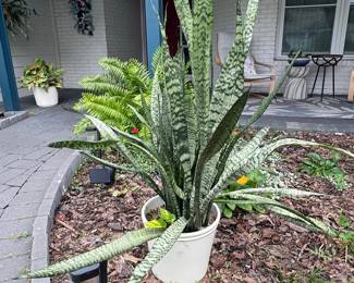 Large Sansevieria Zeylanica Snake Plant