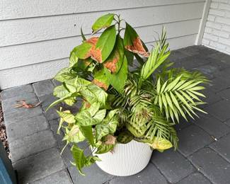 Mixed Tropical Dish Garden in Ribbed Ceramic Planter