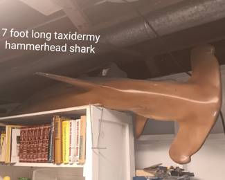 7' long taxidermy hammerhead shark