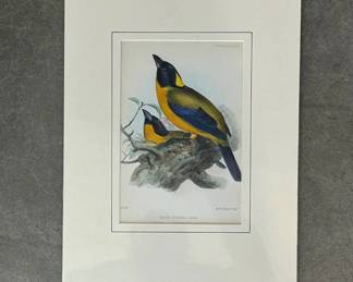Lot #27 Josef Wolf Hand Colored Lithograph Tanagra Notabilis Birds Hanhart Imp Proc Z S Aves Matted