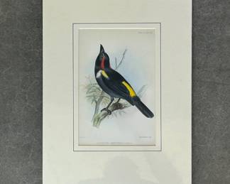 Lot #26 Antique Hand Colored Lithograph Tachyphonus Xanthopygius Sclater Wolf M&N Hanhart Bird Print