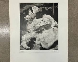 Lot #94 Otto Maurer Signed Black & White Photograph Chirpie Katydid on Bracket Fungus Mounted Art Print