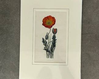 Lot #24 Antique Hand Colored Botanical Engraving Red Poppy Print Drawn & Engraved by W. Clark Matted