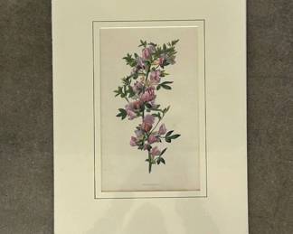 Lot #23 Antique Hand Colored Botanical Engraving Pink Flowering Broom Shrub Drawn Engraved W Clark Matted