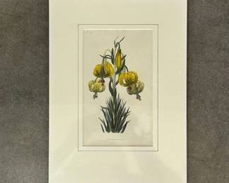 Lot #25 Antique Hand Colored Botanical Engraving Yellow Turk's Cap Lily Pl. 34 Drawn Engraved W. Clark