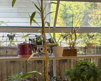 Lucky Bamboo And Variety Of House Plants