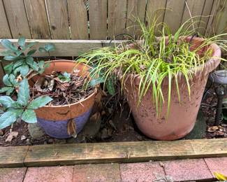 Living Rhododendrons And More