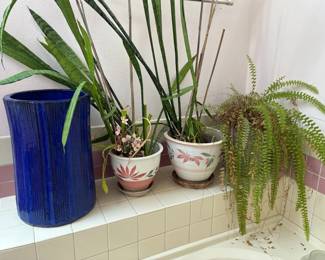 Snake Plants And Ceramic Plant Pot