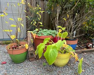 Live Plants